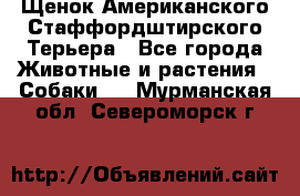 Щенок Американского Стаффордштирского Терьера - Все города Животные и растения » Собаки   . Мурманская обл.,Североморск г.